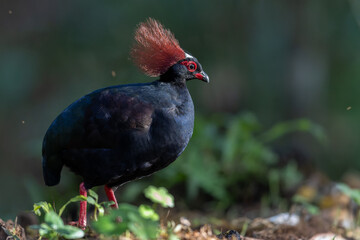 Crested Partridge (Rollulus rouloul) showcasing its exquisite and distinctive appearance. This...