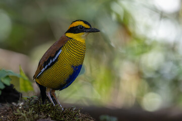A remarkable image of the Bornean Banded Pitta (Pitta schwaneri) in its lush rainforest habitat and making it a true jewel of the Bornean rainforests.