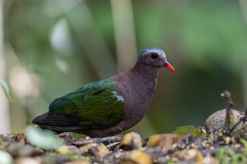 An enchanting image of the Emerald Dove (Chalcophaps indica) perched amidst the lush green foliage of a tropical forest.