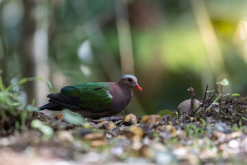 An enchanting image of the Emerald Dove (Chalcophaps indica) perched amidst the lush green foliage of a tropical forest.