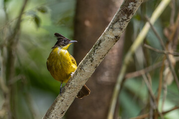 Nature Wildlife bird species of Bornean Bulbul on perched on a tree branch