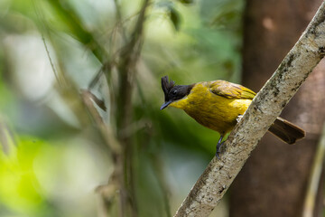 Nature Wildlife bird species of Bornean Bulbul on perched on a tree branch