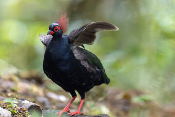 Crested Partridge (Rollulus rouloul) showcasing its exquisite and distinctive appearance. This beautiful bird, with its elegant plumage and crested head, is a testament to the diversity of wildlife.