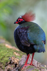 Crested Partridge (Rollulus rouloul) showcasing its exquisite and distinctive appearance. This beautiful bird, with its elegant plumage and crested head, is a testament to the diversity of wildlife.