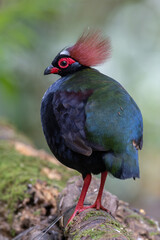 Crested Partridge (Rollulus rouloul) showcasing its exquisite and distinctive appearance. This beautiful bird, with its elegant plumage and crested head, is a testament to the diversity of wildlife.