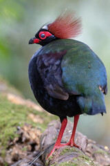 Crested Partridge (Rollulus rouloul) showcasing its exquisite and distinctive appearance. This beautiful bird, with its elegant plumage and crested head, is a testament to the diversity of wildlife.