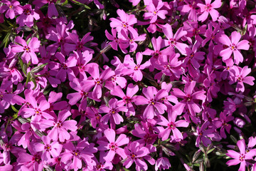 Bright pink subulate phlox. Groundcover plants