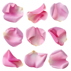 Set of pink rose flower petals isolated on a transparent background