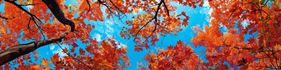 Red leaves and blue sky: A maple forest sways in the autumn wind, the leaves show bright red, and the sky is as blue as a wash. Descriptors: red leaves, blue sky, autumn wind. . Natural seasonal chang