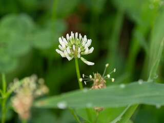 河川敷に咲いたシロツメクサの花