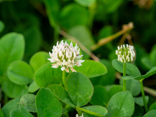 河川敷に咲いたシロツメクサの花