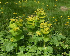 yellow umbel, Smyrnium, perfoliatum
