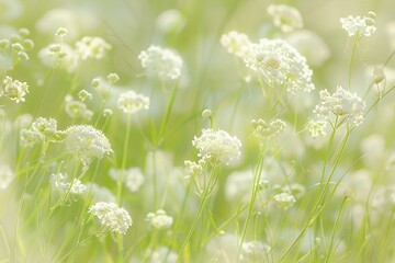 A field of cowpen delicate white flowers in full bloom, with blurred green grasses in the background. The focus is on the tiny flower heads and their intricate patterns, creating an ethereal and seren