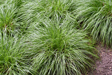 Carex
