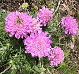 Pigeon scabious, Scabiosa columbaria