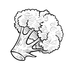 broccoli handdrawn illustration