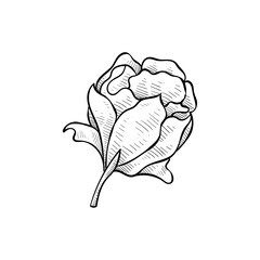 flower handdrawn illustration