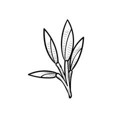 leaf handdrawn illustration