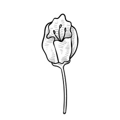 apple flower handdrawn illustration