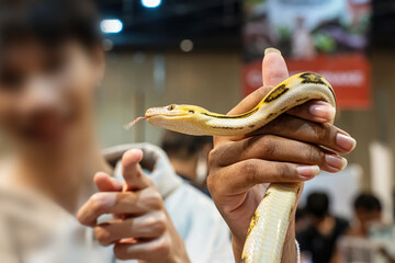 Ball python on people's hand. It's a popular pet in Thailand.