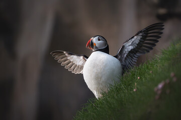 Múlafossur puffin