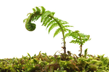 Obraz premium Two young fern fronds unfurling in a bed of moss.