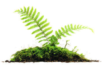 A lush green fern with delicate fronds growing from a bed of moss. The vibrant foliage is isolated against a black background.