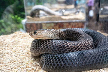 Snake in the acrylic cabinet waiting to be sold. It's a popular pet in Thailand.