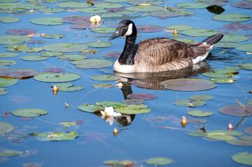 Canada goose on an idyllic lake covered in water lily pads with beautiful reflections and copy space © Mary Salen