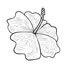 flower handdrawn illustration