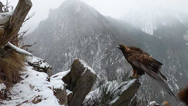 Golden eagle (Aquila chrysaetos) Aquila reale