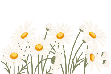 Obraz premium Chamomile flower in a row vector illustration isolated on white background