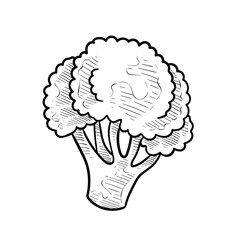 broccoli handdrawn illustration