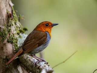 Fototapeta premium 森の中で静かに枝に留まっているコマドリの雄