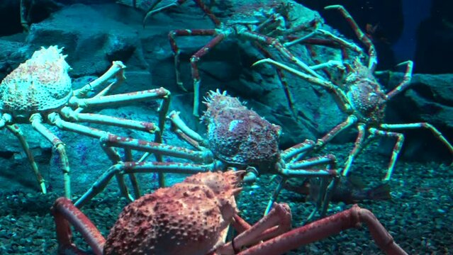 Two Japanese giant spider crabs fighting underwater and the others watching over. 4K