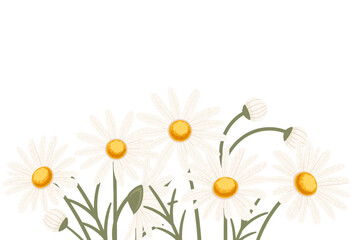 Chamomile flower in a row vector illustration isolated on white background