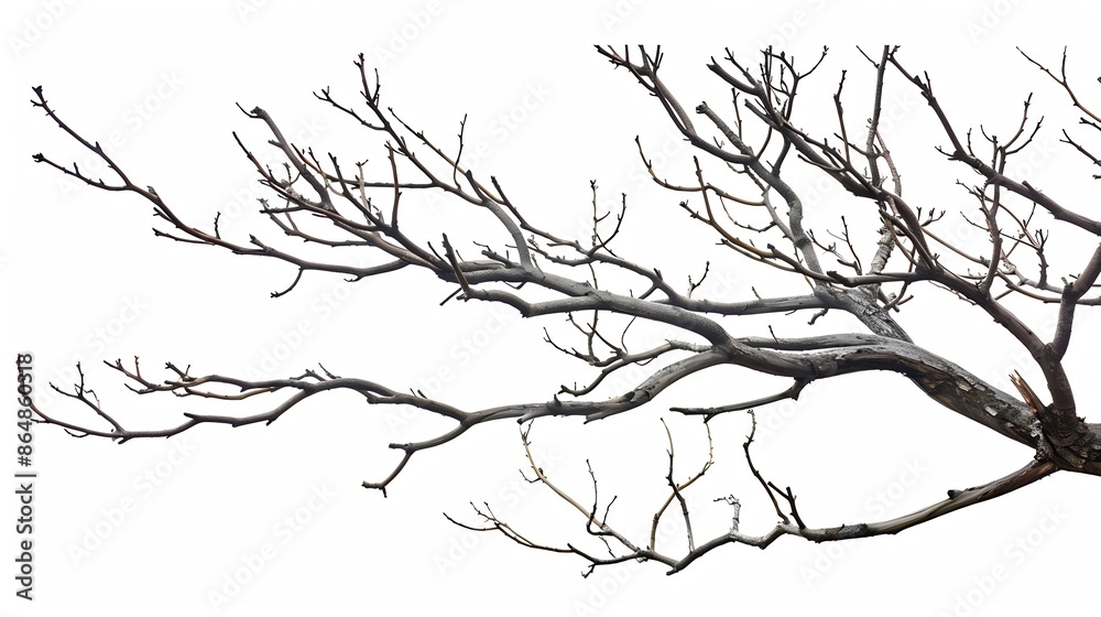 Poster branches without leaves images isolated white background : generative ai