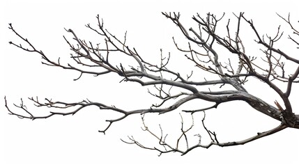 Obraz premium Branches Without Leaves Images Isolated White Background : Generative AI