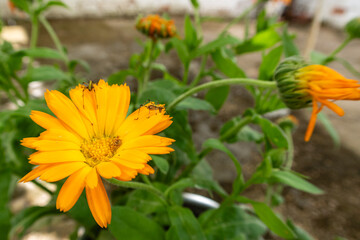 Tiny grasshoppers feeding on a Buttercup or Marigold flower. Calendula officinalis.
