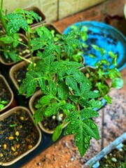 Young tomato plants. Tomato seedlings in a greenhouse. Organic food production. Agriculture. Tomato nursery