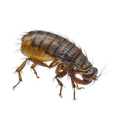 A close-up of a brown cockroach with detailed texture and long legs.. PNG, transparent, white background