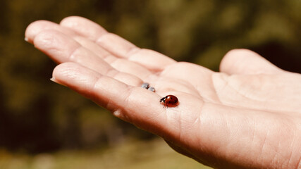 Small ladybird on a woman's hand.