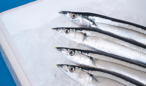 Sauries on ice in a polystyrene foam box. 発泡スチロールの箱の氷の上にある秋刀魚	
