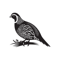 Quail Bird Vector Silhouette - Minimalist Quail Bird Design - Quail Illustration.