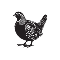 Quail Bird Vector Silhouette - Minimalist Quail Bird Design - Quail Illustration.