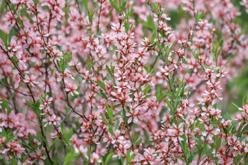 Closeup of blossoming branches of the dwarf almond - Prunus tenella - with beautiful pink flowers as a romantic springtime background