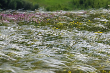Meadow overgrown with feathergrass in the windy summer day as a background