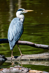  Héron cendré (Ardea cinerea) 