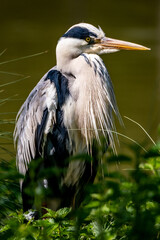  Héron cendré (Ardea cinerea) 
