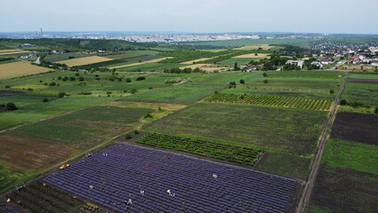 Lavender filed